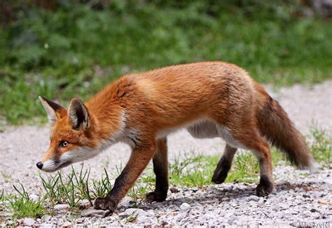 red fox on forest road in Dinaric forest | red fox Vulpes vu… | Flickr