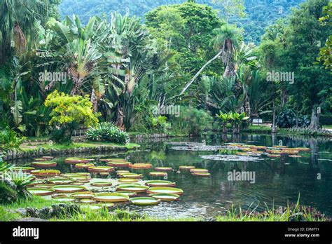 Victoria regia lily hi-res stock photography and images - Alamy