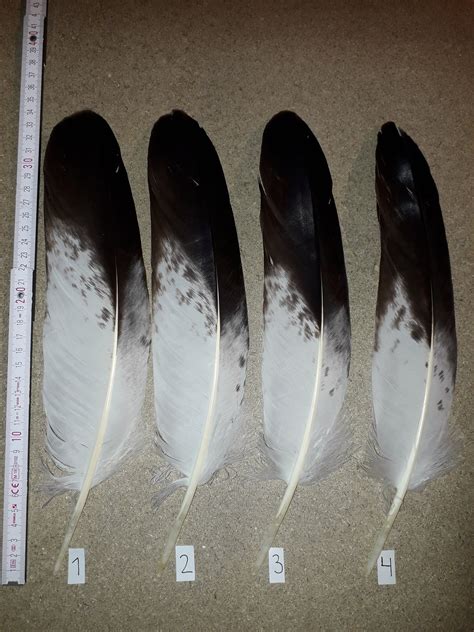 Real Golden Eagle Feathers