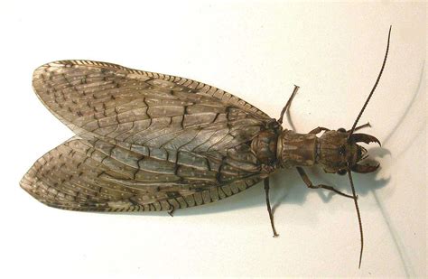 dobsonfly-female http://www.insectidentification.org/insect-description ...