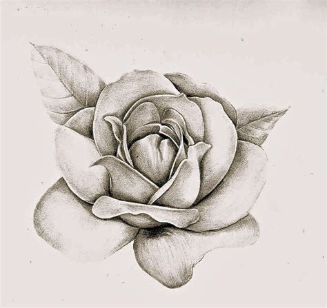 Gallery For > Realistic Drawing Of A Rose