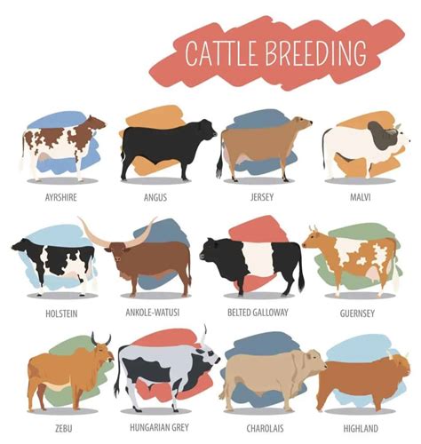 20 Different Types of Cows from Around the World (Chart) – Nayturr