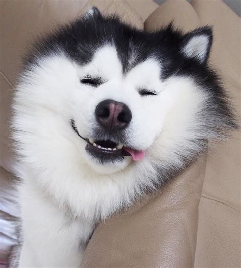 This Smiling Siberian Husky Will Put An End To All Your Woes | Siberian husky, Cute husky, Cute ...