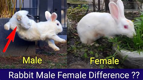 Male Or A Female Rabbit - Which One Should I Choose