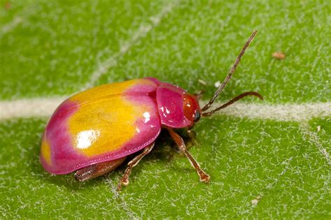 Pink and Yellow Flea Beetle : Nature Closeups