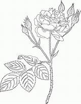 Communis Or Common Moss Old Pink Rose coloring page  sketch template