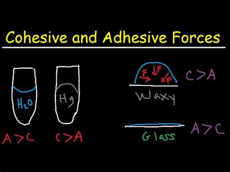 Cohesive and Adhesive Forces of Water - YouTube