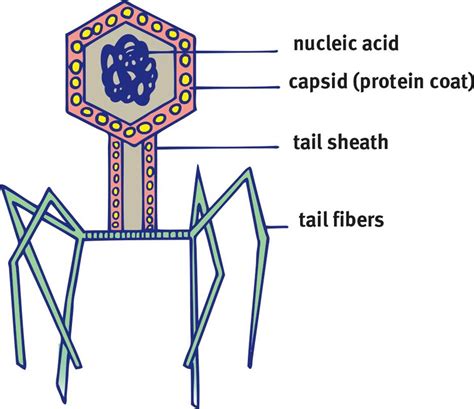 Figure 1.15. Structure of a Bacteriophage