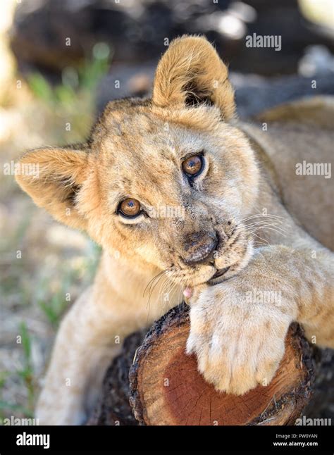 Lion cub lying down hi-res stock photography and images - Alamy