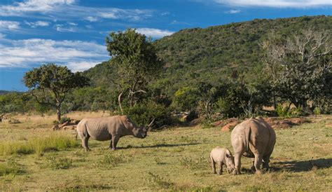 The Little Giants - A Journey Through 7 Fascinating Baby Rhino Facts ...