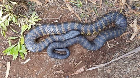 Warning as tiger snake spotted at popular Blackmans Bay walking track | The Mercury