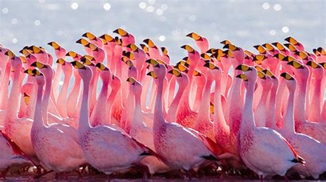 15 Fascinating Flamingo Facts