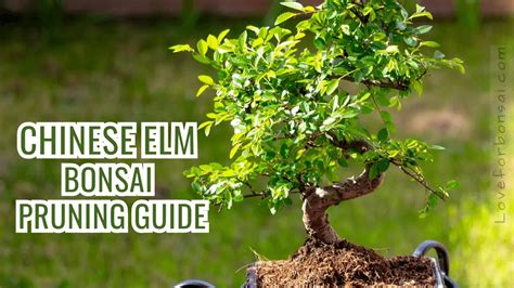 How to Prune Your Chinese Elm Bonsai Tree for Maximum Growth and Beauty ...