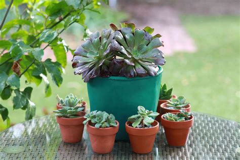 9 Varieties of Succulent Plants for Indoor Growing