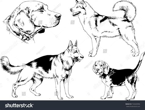 Vector Sketches Different Breeds Dogs Drawn Stock Vector (Royalty Free) 752020996