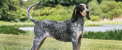 Are Bluetick Coonhounds Difficult To Train