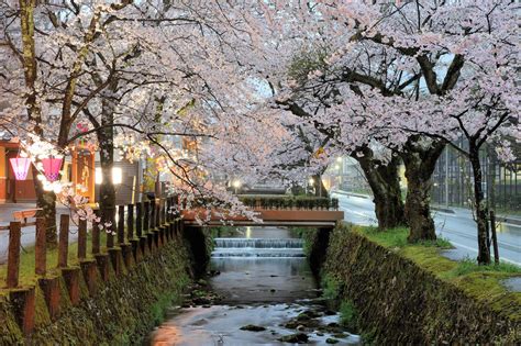 A River of Blossoms: Springtime in Kinosaki - Out of Town Blog