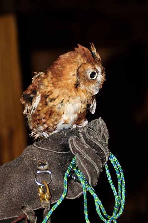 Owl Prowl and Night Hike | Bucks County Audubon Society