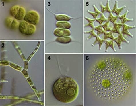 Classification of Algae by Fritsch