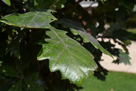 Columnar English Oak trees grow tall and narrow keeping them compact.