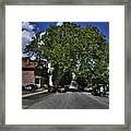 02 Oldest Tree In Buffalo Photograph by Michael Frank Jr - Pixels