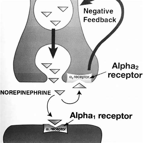 (PDF) Alpha-2 Adrenergic Receptor Agonists: A Review of Current ...