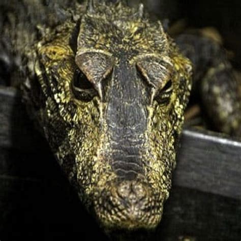 Schneider’s Dwarf Caiman | Crocodiles Of The World