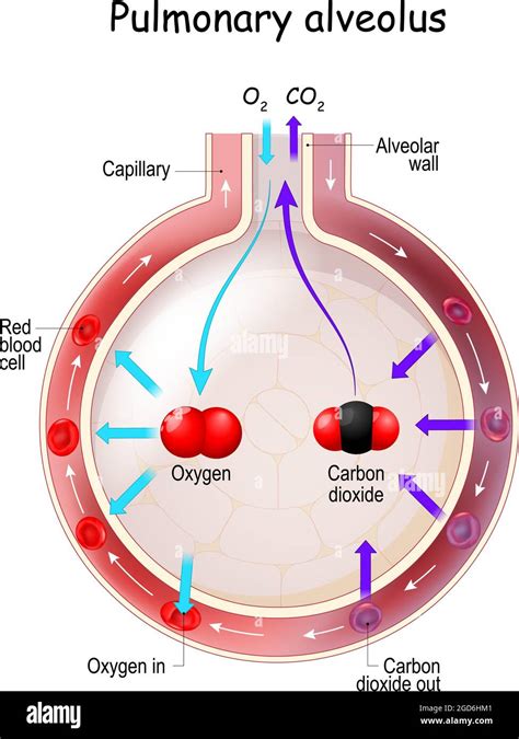 Alveolus Gas Exchange. Anatomy of Pulmonary alveolus. Oxygen And Carbon ...