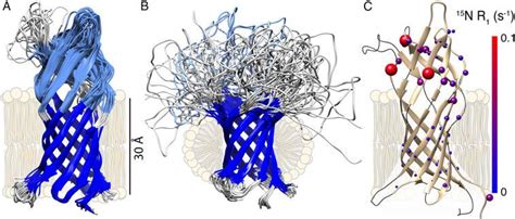 Structural Research of Monomeric/Dimeric Beta-Barrel Membrane Proteins - Creative Biostructure