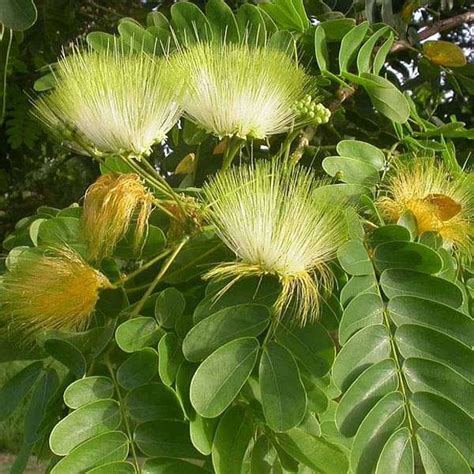 Buy Albizia Lebbeck, Frywood - 0.5 kg Seeds online from Nurserylive at ...