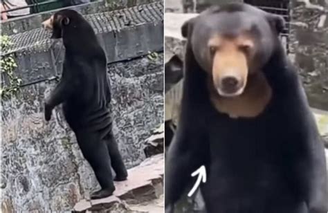 Chinese Zoo Disguises Human as Sun Bear in Costume? Speculations After Video Shows Strange ...