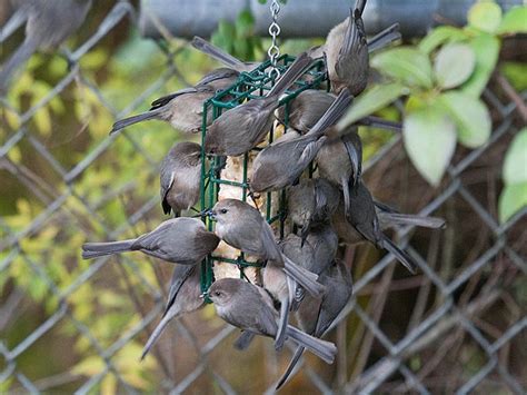 Swap out your hummingbird feeders with suet feeders | The Daily Courier | Prescott, AZ