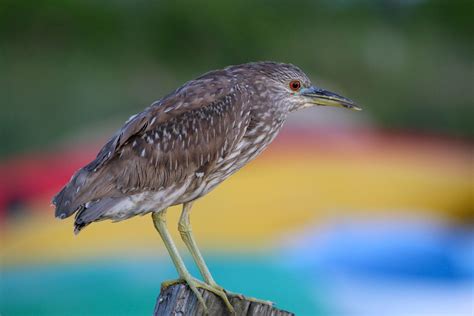 Black-crowned Night-Heron | Audubon Field Guide