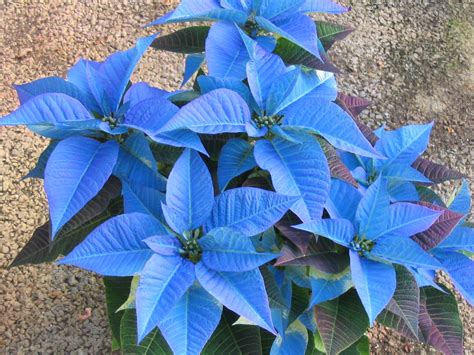 Blue POINSETTIA | Pflanzen, Blumen, Zimmerpflanzen