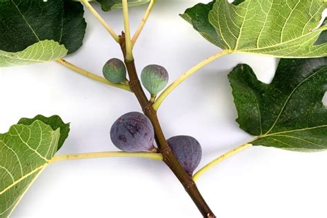 Premium Photo | Purple figs in front of white background