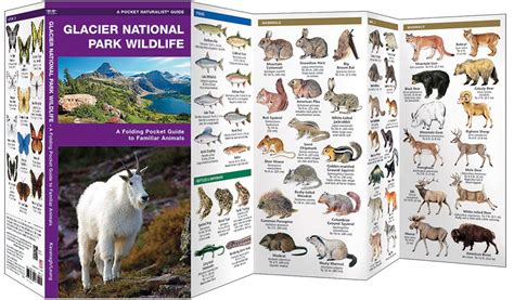 Glacier National Park Wildlife (Pocket Naturalist® Guide)