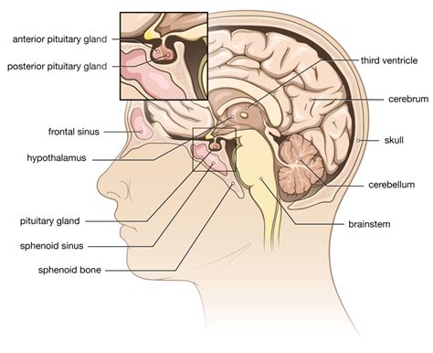 Pituitary Stalk Lesion Clinical Features - mapametawan