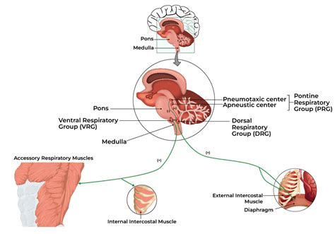 Regulation of Respiration - Definition, Types, Factors, and FAQs