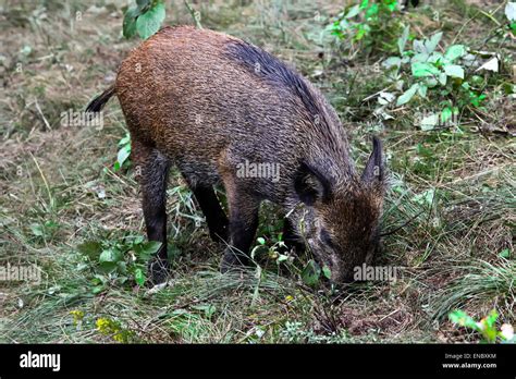 Wild pig in the forest Stock Photo - Alamy