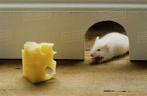 Slice of cheese in front of mouse hole, studio shot - Stock Photo ...