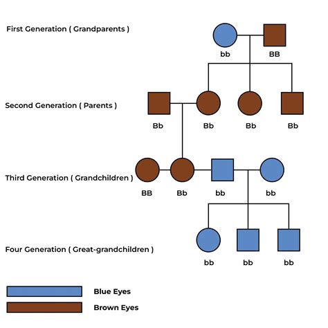 Is Eye Color Genetic?