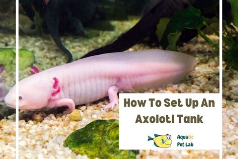 How To Set Up An Axolotl Tank - The Ultimate Guide - Aquatic Pet Lab