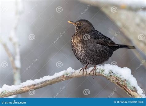 Blackbird In Natural Winter Habitat Stock Photography - Image: 36793682