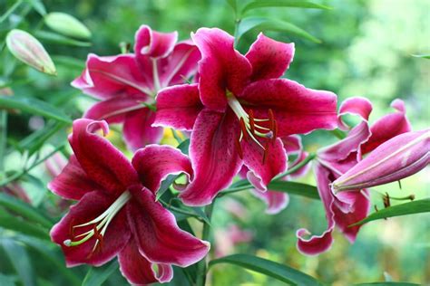 Ultimate Guide to Stargazer Lilies Meaning and Symbolism - Petal Republic