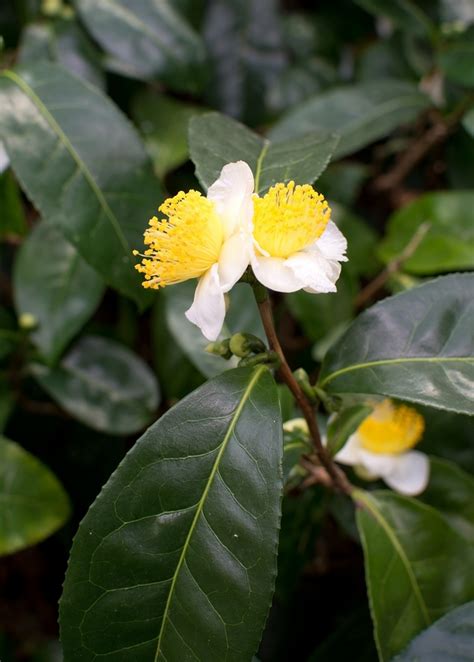 Green Tea Plant 1-2 ft | Ready to Grow Camellia sinensis | Sow Exotic