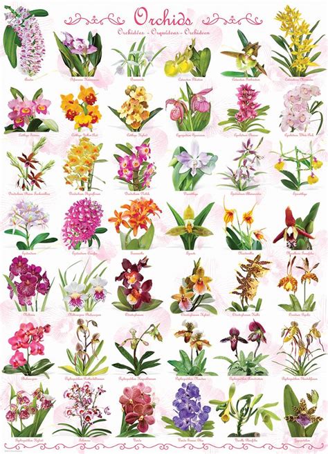 Orchid Identification Chart | Orchid Flowers