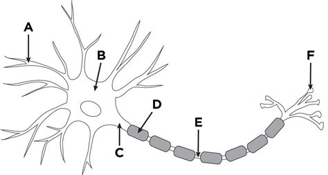 Diagram of Label Neuron Structure | Quizlet