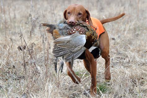 Pin by The Sporting Life with Ryan Stalvey on Just Dogs | Wirehaired ...