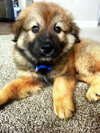 Golden Shepherd Puppies / Golden Retriever And German Shepherd Mix A Pawrents Guide - Looking ...