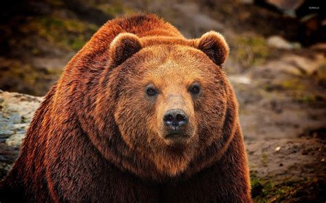 Grizzly Bear Wallpapers - Top Free Grizzly Bear Backgrounds ...